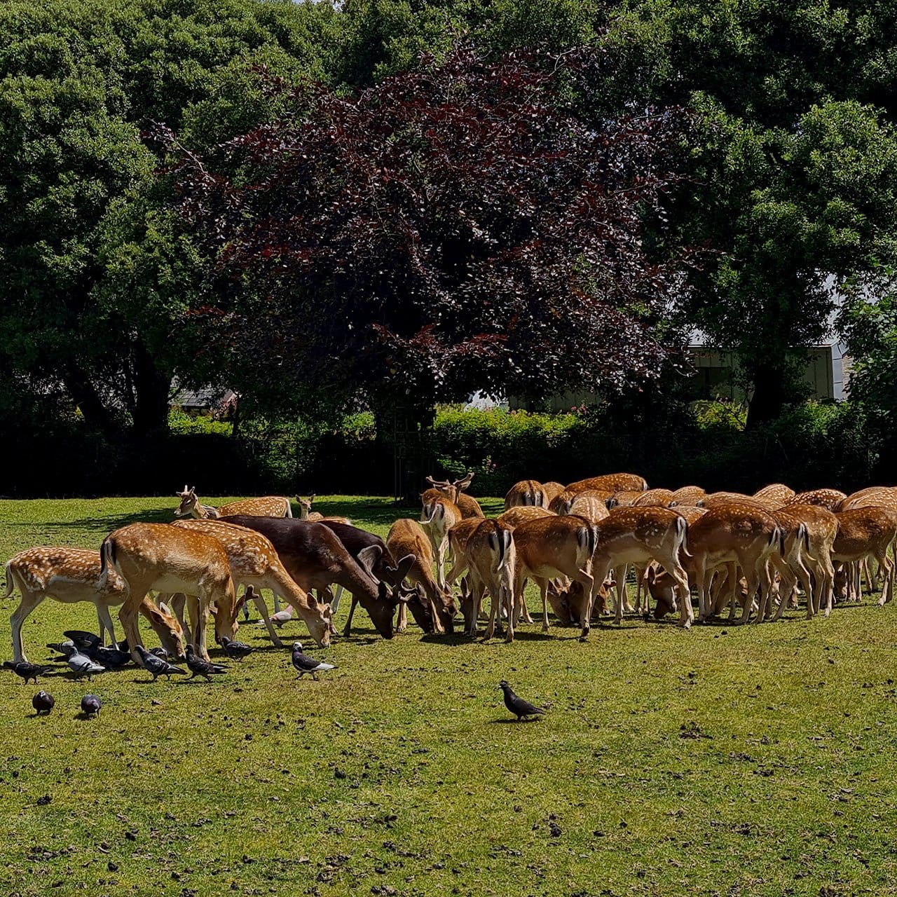 Deer grazing in the Deer Park at Prideaux Place near Padstow