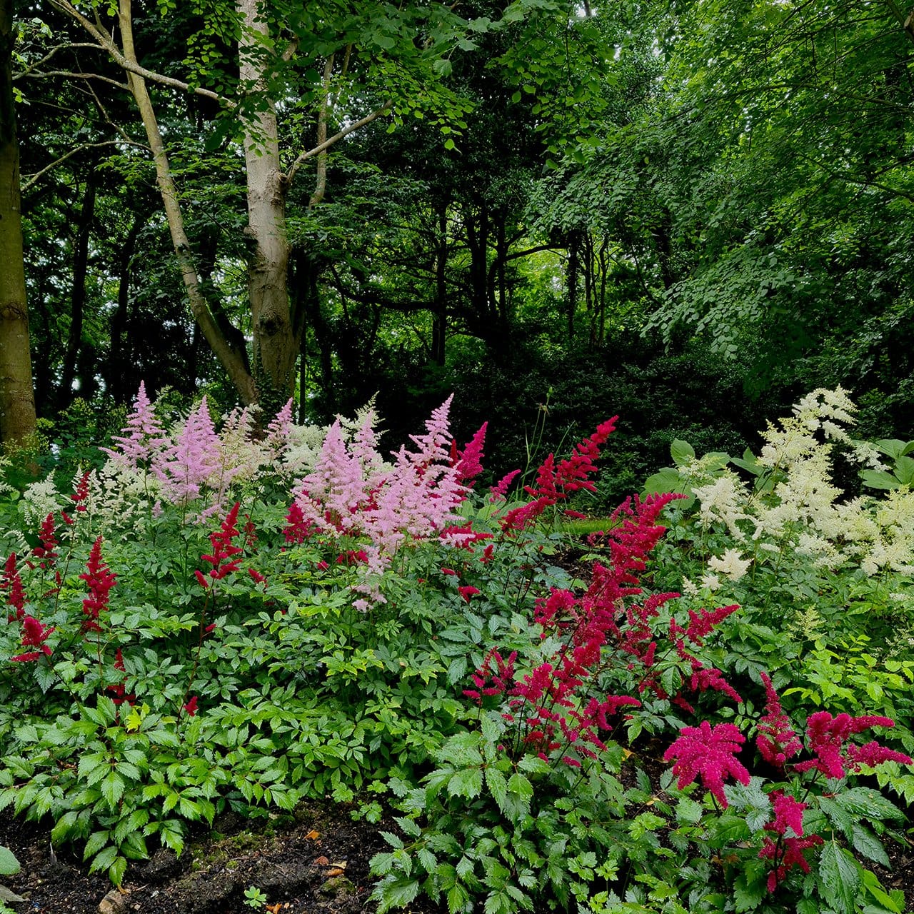 Flowers in the Victorian Formal Garden at Prideaux Place near Padstow