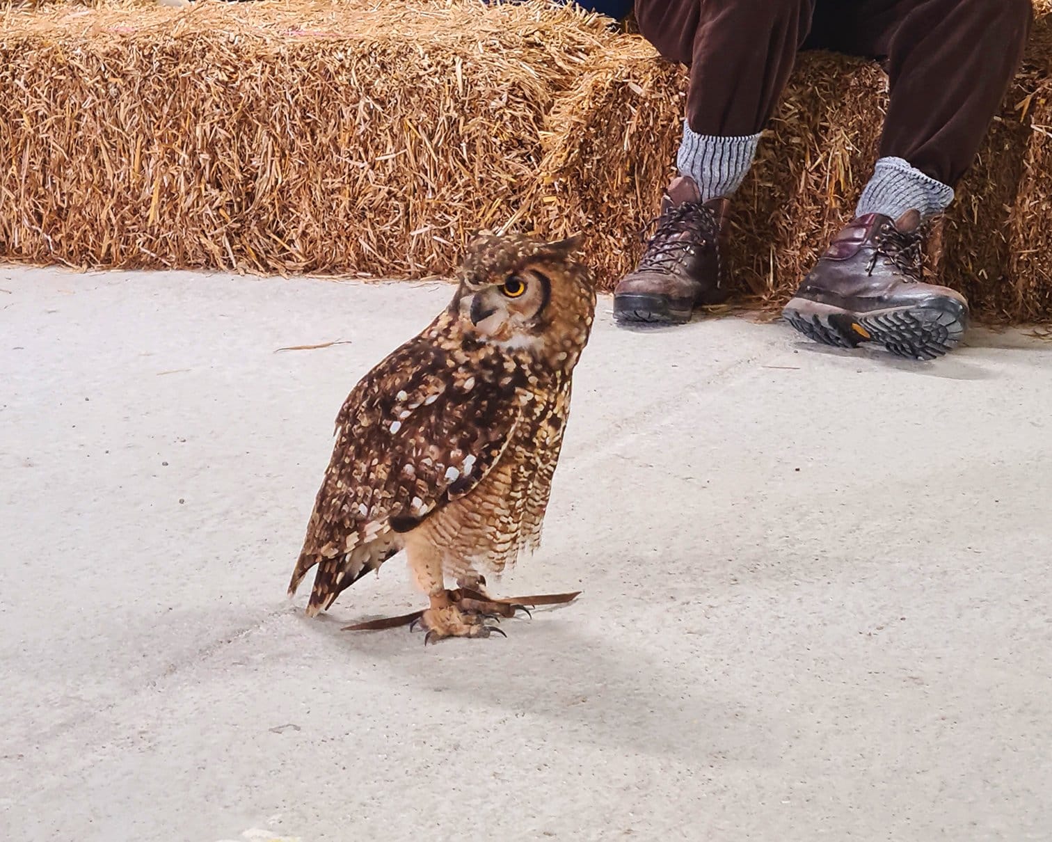 An owl at Screech Owl Sanctuary & Animal Park near Padstow