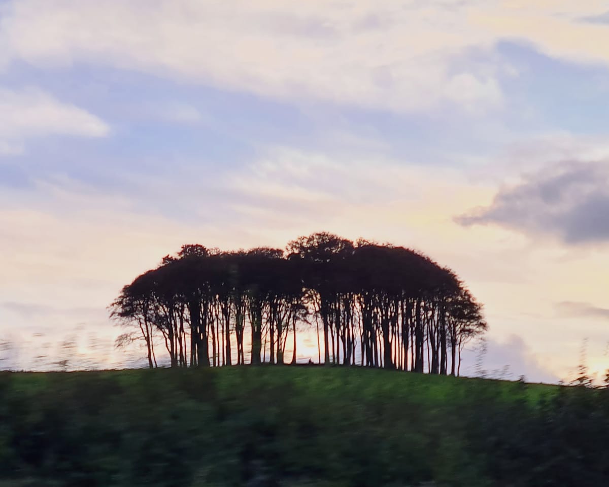 Trees in autumn colour near Padstow, Cornwall
